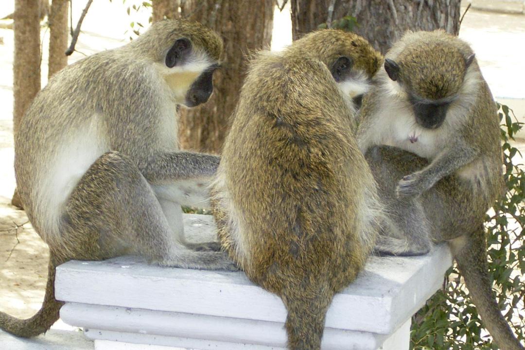 Photo of Others in Douglas